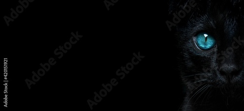 Black cat with blue eyes on a black background, copy space. Portrait of a black cat.