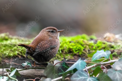 wren