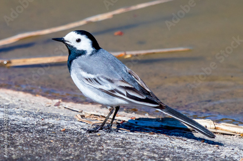 White wagtail (Motacilla alba), pliszka siwa