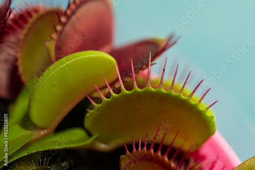 Venus flytrap (Dionaea muscipula), carnivorous plant