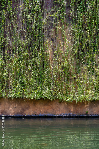 Green plants growing on a old yellow wall next to lake, Vietnam