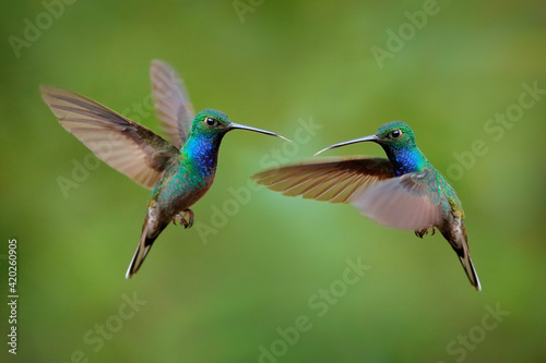 Green-backed Hillstar, Urochroa bougueri leucura, green blue hummingbird from San Isidro in Ecuador. Two birds fly fight in the tropic forest. Hummingbirds flight in nature habitat.
