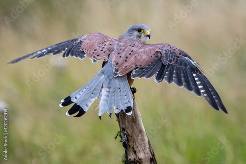 Close up view of a a kestrel (Falco tinnunculus) on a perch