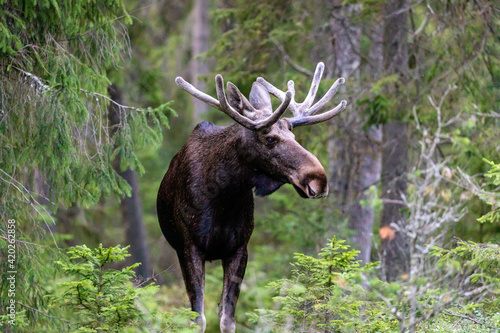 elk in the woods