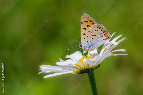 Copper butterfly on flower