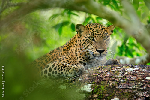 Leopard in green vegetation. Hidden Sri Lankan leopard, Panthera pardus kotiya, Big spotted wild cat lying on the tree in the nature habitat, Yala national park, Sri Lanka. Widlife scene from nature.