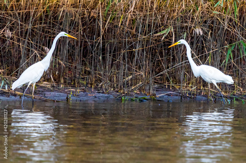 Two white herons on the shore of the pondgreat. Czapla biała