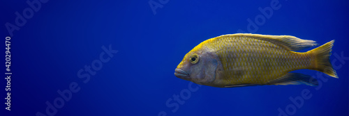 Yellow cichlid fish swims in an aquarium on a blue background. Banner, space for text on the left