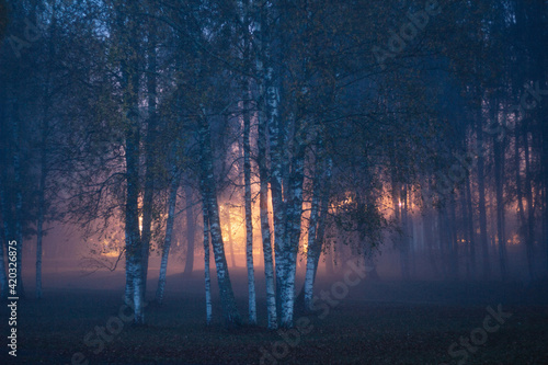 foggy night lights through birch grove in vaidava latvia