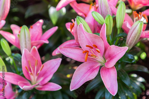 Close up lily flower blooming in the garden at spring day