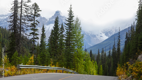 Tall conifer trees by the scenic highway in Banff national park