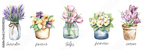 Spring flowers in pots, watercolor painting. Floral illustration isolated on white. Perfectly for stickers, poster, greeting design.