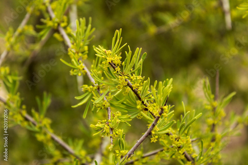 Euphorbia cyparissias plant