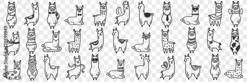 Funny alpacas animals doodle set. Collection of hand drawn various funny cute alpaca animals in different poses enjoying life isolated on transparent background