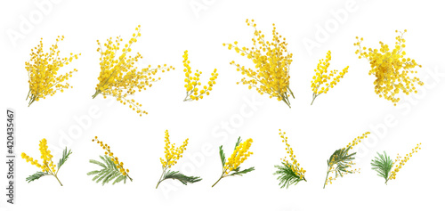 Set with bright yellow mimosa flowers on white background. Banner design