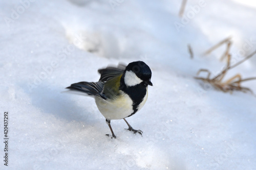 真冬の北海道の森の中、囀るシジュウカラ