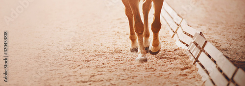 The legs of a fast sorrel horse, trotting through the arena, which hooves treading on the sand in a dressage competition, illuminated by sunlight. Equestrian sports.