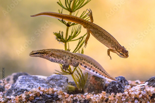 Pair of Palmate newt swimming in natural aquatic habitat
