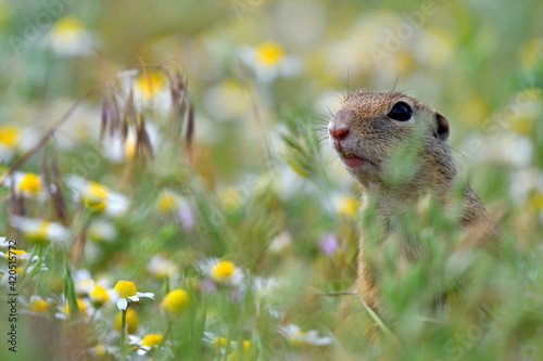 European ground squirrel in natural habitat (Spermophilus citellus) - juvenile