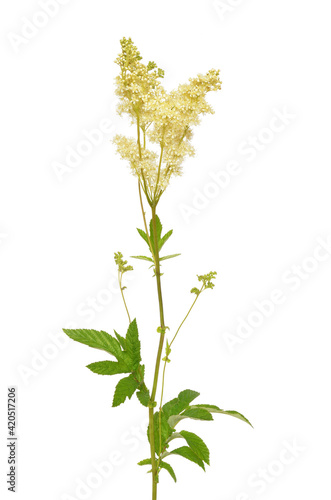 Filipendula ulmaria flower
