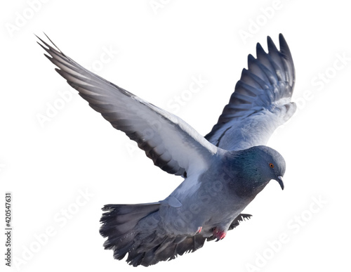 isolated on white dark grey pigeon in flight