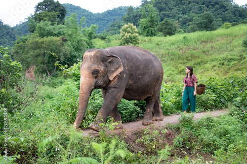 Walking the elephant - North of Chiang Mai, Thailand. A girl is walking an elephant through the jungle. The walk is part of an elephant experience in a sanctuary for old elephants.