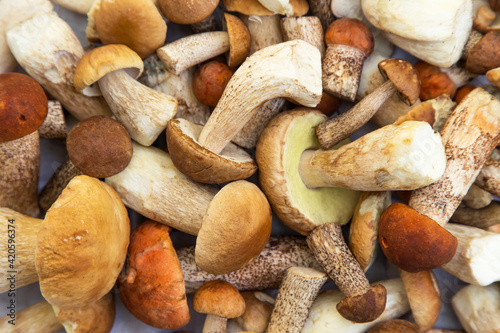 Freshly harvested different edible porcini mushrooms background texture closeup