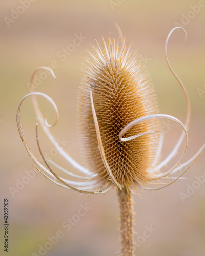 USA, Oregon, Malheur National Wildlife Refuge. Close-up of dried teasel plant.