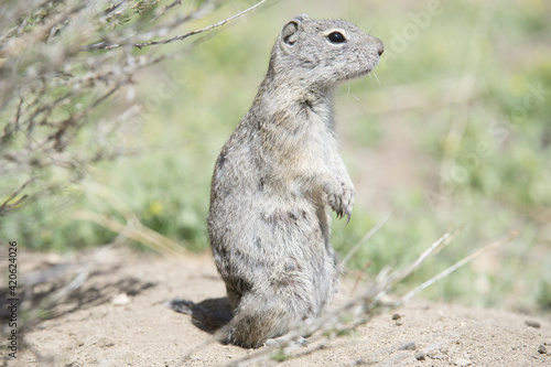 Belding's ground squirrel in Oregon.