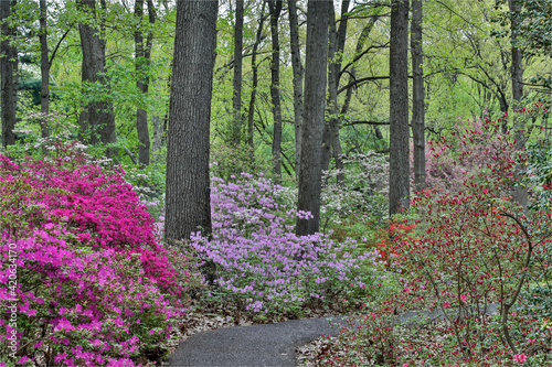 Path and azaleas in bloom, Jenkins Arboretum and Garden, Devon, Pennsylvania.