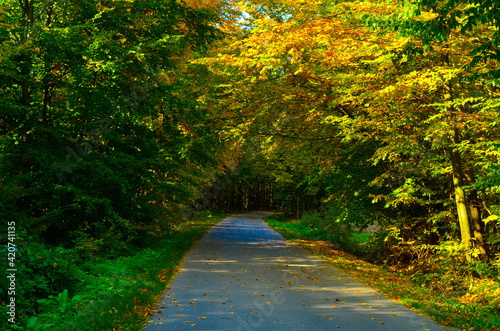 Jesienna droga, tunel z liści