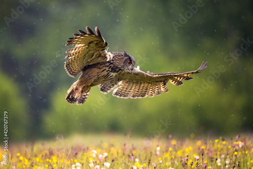 An amazing The Eurasian eagle-owl (Bubo bubo) flying across spring flowering meadow on a rainy day. Very focused and fixed look, probably spotted something that could be hunted.