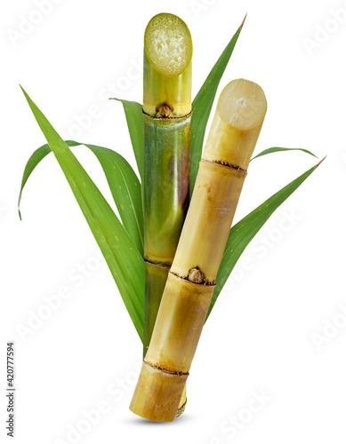 Sugar cane isolated on white background