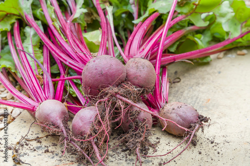 Beetroots, beetroot Boltardy, table beet or red beet outdoors