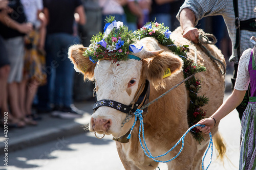 Traditional cattle drift at end of summer, Bavaria, Germany