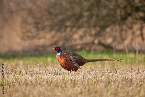Pheasant walks through the grass