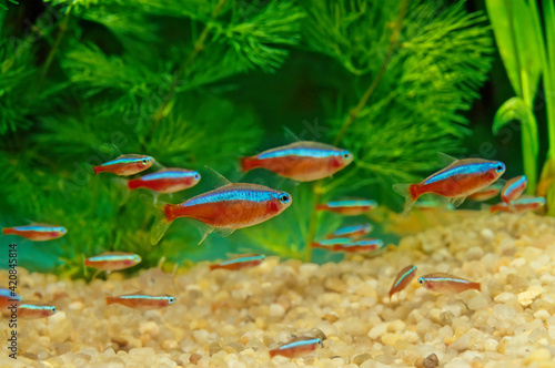 Cardinal tetra