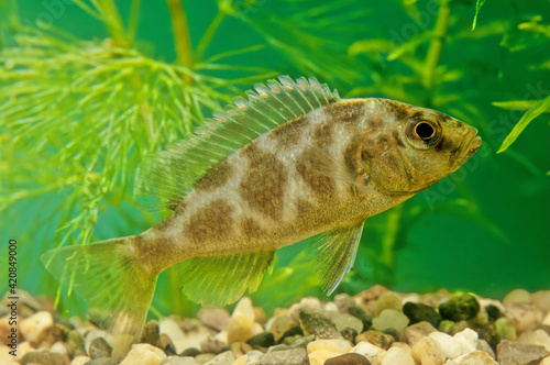 Nimbochromis venustus, commonly called venustus hap or giraffe hap, is a Haplochromine cichlid endemid to Lake Malawi in Africa. It prefers the deeper regions of the lake (6 to 23 metres (20 to 75 ft)