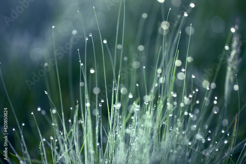 Green grass, dew, and morning sun, background.