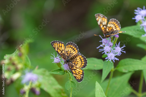 Theona checkerspot butterflies feeding.