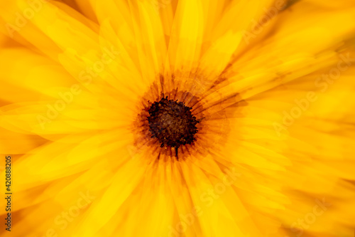 Abstract multiple exposure of a yellow rudbeckia flower in Connecticut.