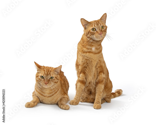 Two Friendly Tabby Cats Together on White