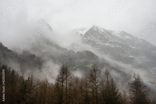Trees in fog, Gran Paradiso National Park, Aosta Valley, Italy
