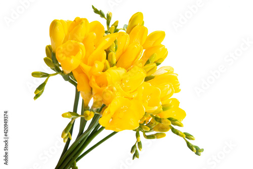 yellow freesia flowers isolated