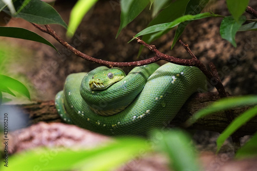 Emerald tree boa (Corallus caninus) green colour snake sitting on bench in rainforest of South America