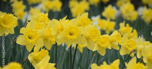 Spring daffodils in Launceston Cornwall