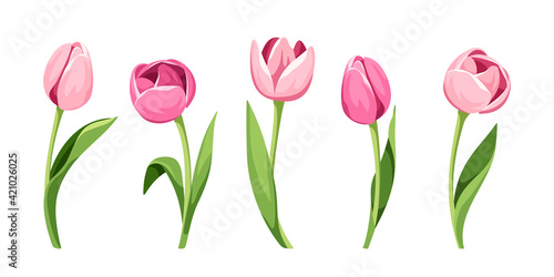 Vector set of five pink tulips isolated on a white background.