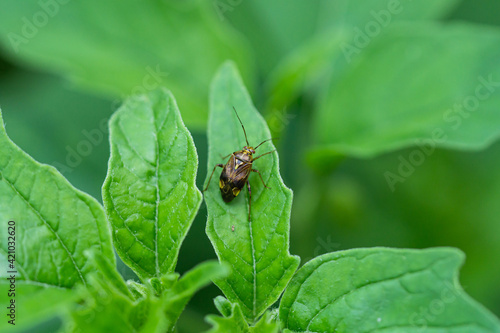 North American Tarnished Plant Bug on Leaf