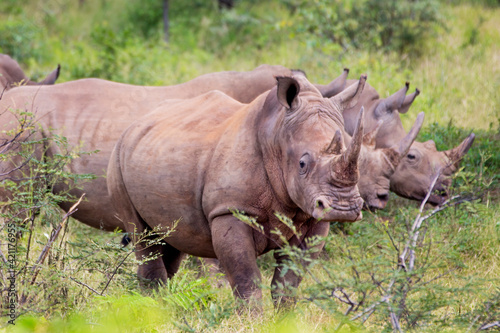 Rhino herd in Zambia Africa Safari 