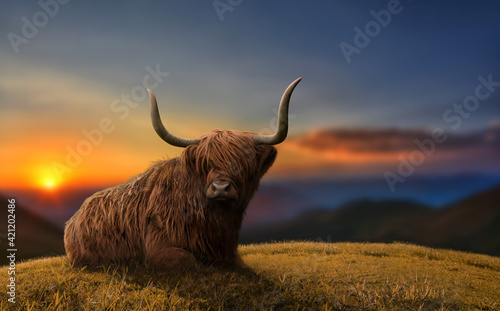 Large highland cattle in a meadow in top of a hill. Beautiful dramatic scenery.